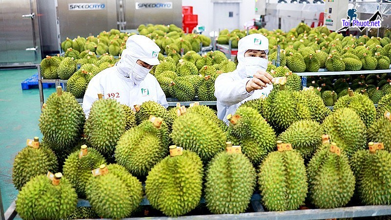 Top 7 cung cấp bán sầu riêng giá rẻ tốt chất lượng Mỹ Tho Tiền Giang uy tín (2)