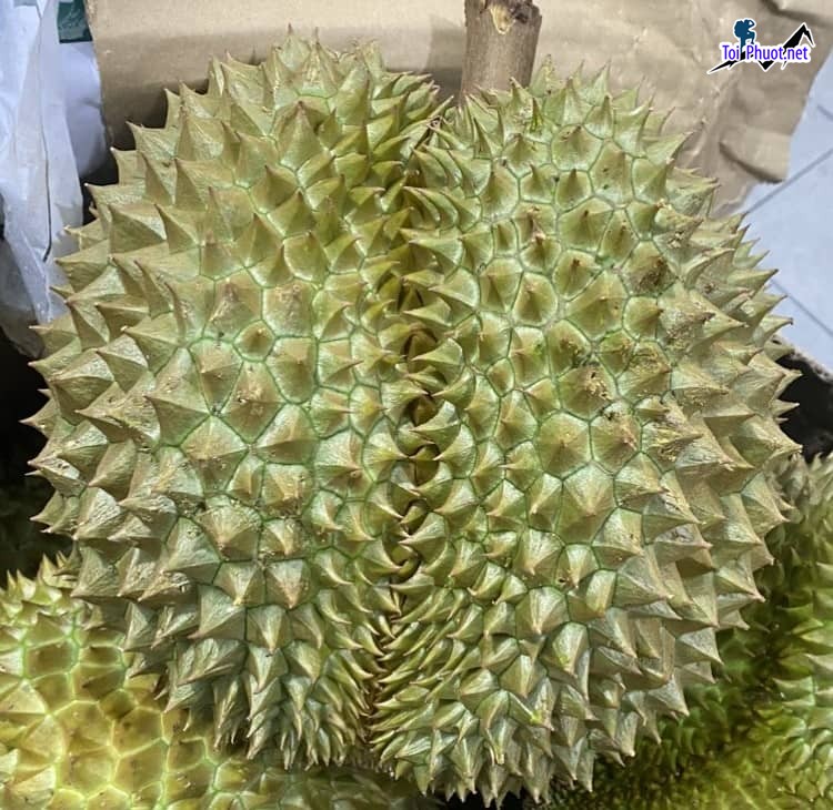 Top cung cấp bán sầu riêng giá rẻ tốt chất lượng Bà Rịa Vũng Tàu ngon nhất mà chúng tôi có (1)