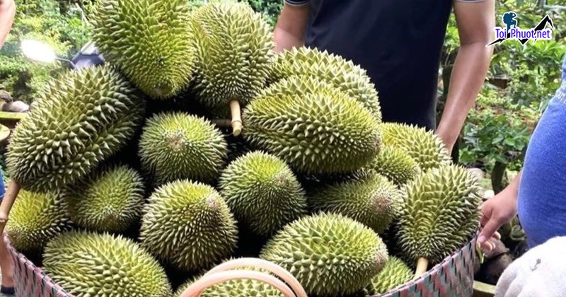 Top cung cấp bán sầu riêng giá rẻ tốt chất lượng Bắc Giang thơm nức mũi (2)