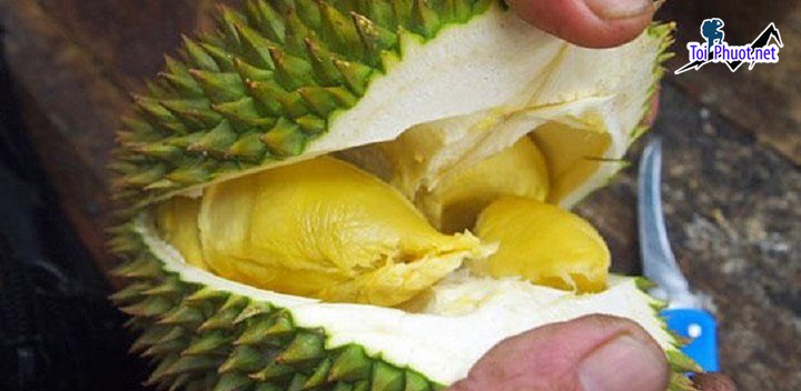 Top cung cấp bán sầu riêng giá rẻ tốt chất lượng Bạc Liêu cực tốt (2)