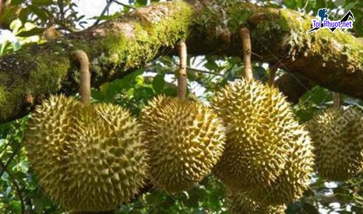 Top cung cấp bán sầu riêng giá rẻ tốt chất lượng Bạc Liêu cực tốt