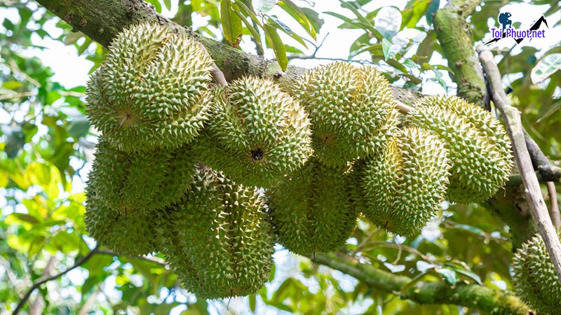 Top cung cấp bán sầu riêng giá rẻ tốt chất lượng Bến Tre tận nơi nhanh chóng (2)