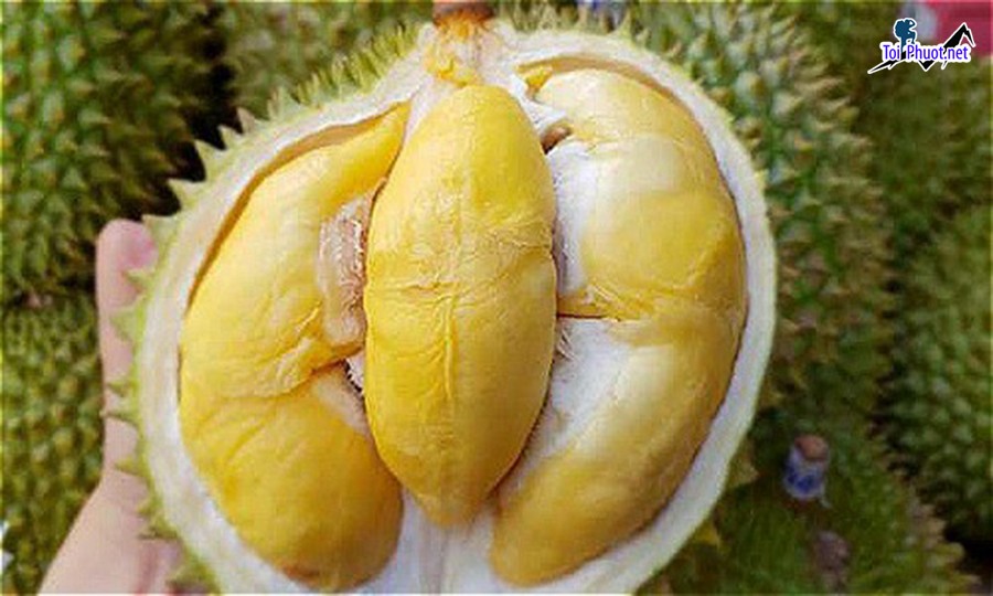 Top cung cấp bán sầu riêng giá rẻ tốt chất lượng Bến Tre tận nơi nhanh chóng (3)